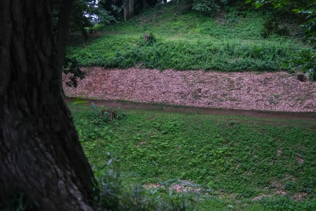 散歩道　