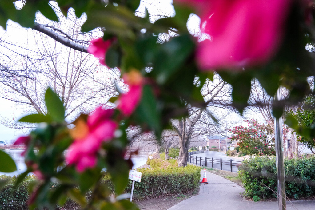 朝の散歩道