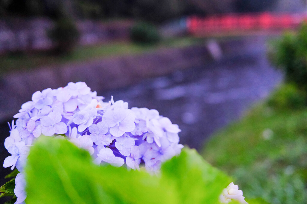 早川沿い