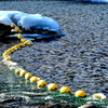 溶ける湖畔、