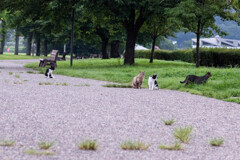 あいつ・・また来たぜ