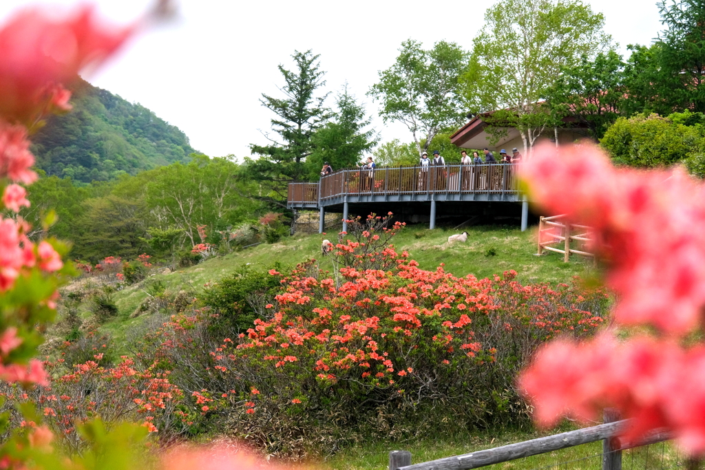 赤城山　(羊牧場）