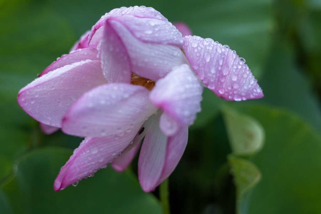 雨に打たれて