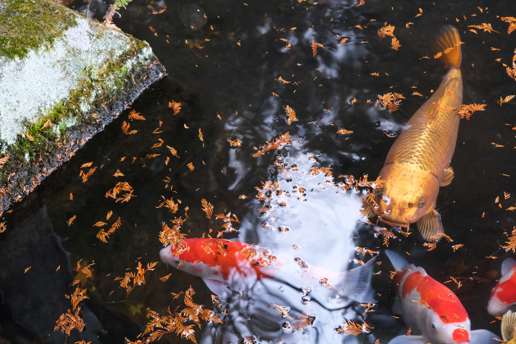 赤城神社（前橋市）