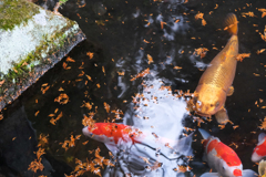 赤城神社（前橋市）