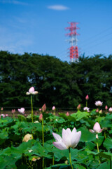 穴だらけの蓮園