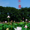 穴だらけの蓮園