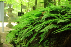 梅雨の参道（香取神宮）