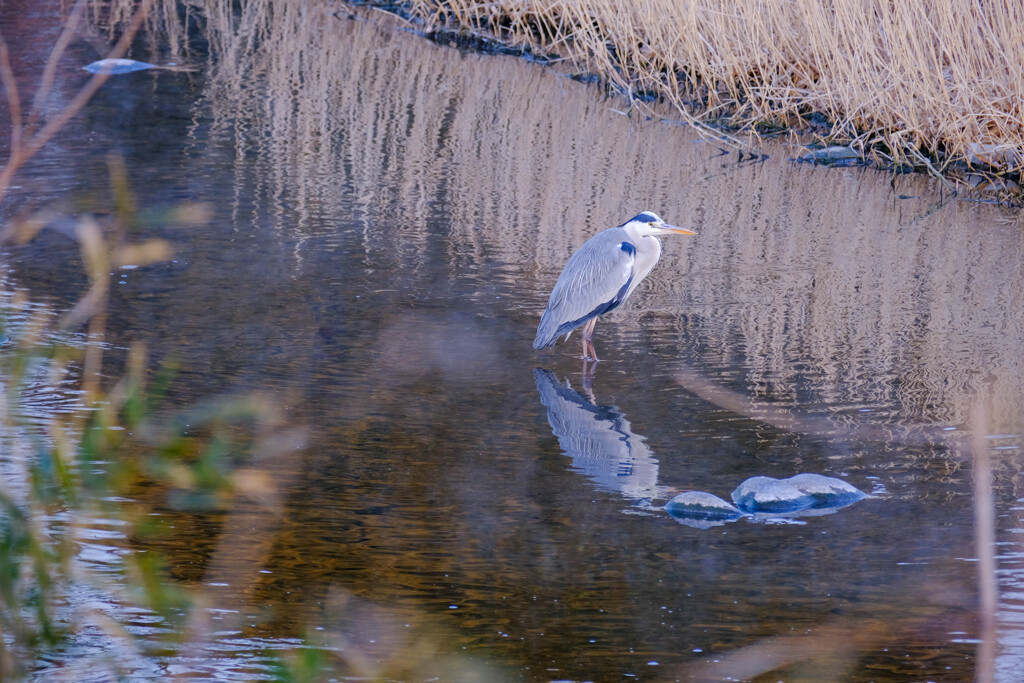 せせらぎ公園