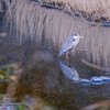 せせらぎ公園