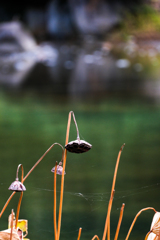 散歩道（市民の杜）