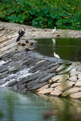 野鳥の楽園（波志江沼）