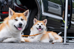 秋田犬群馬大会