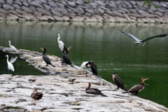 波志江 野鳥観察