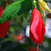 花センター