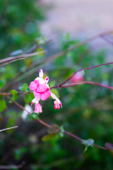 散歩道（波志江沼）