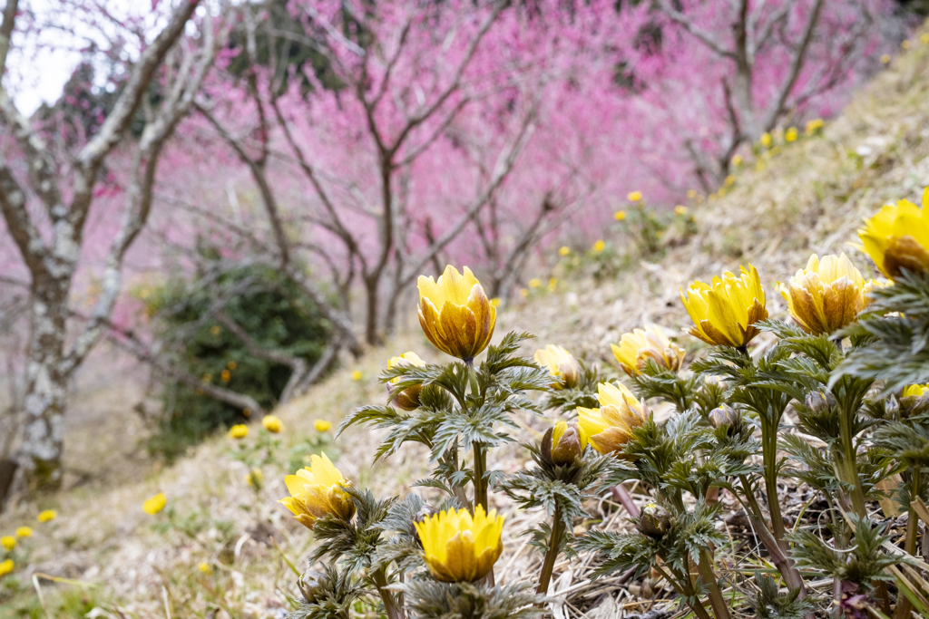 福寿草の郷、