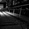 晩秋の参道、