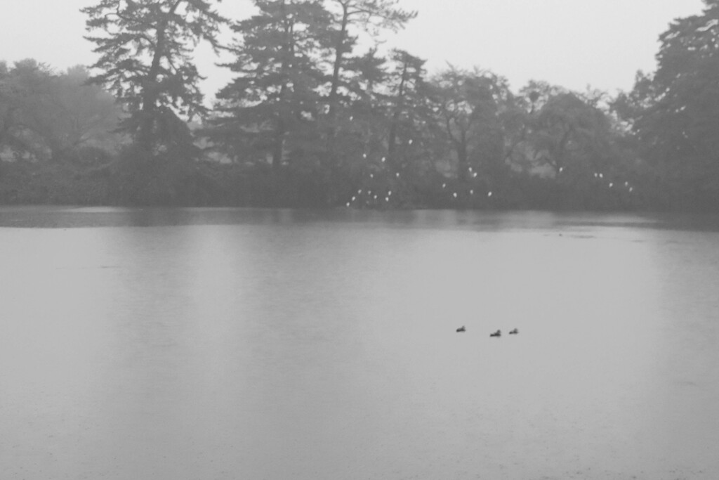 雨の御料沼