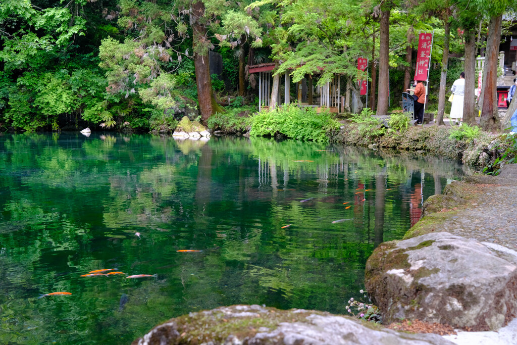 憩いの小池