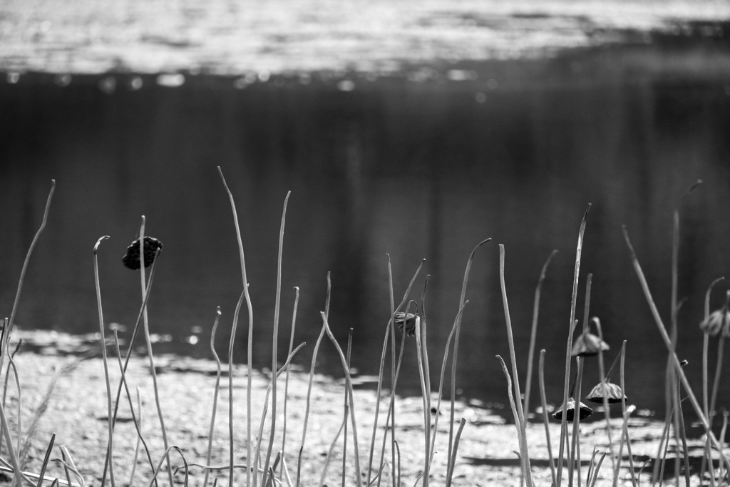 散歩道（波志江沼）