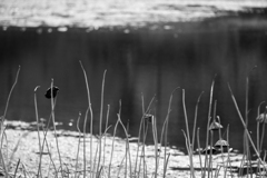 散歩道（波志江沼）