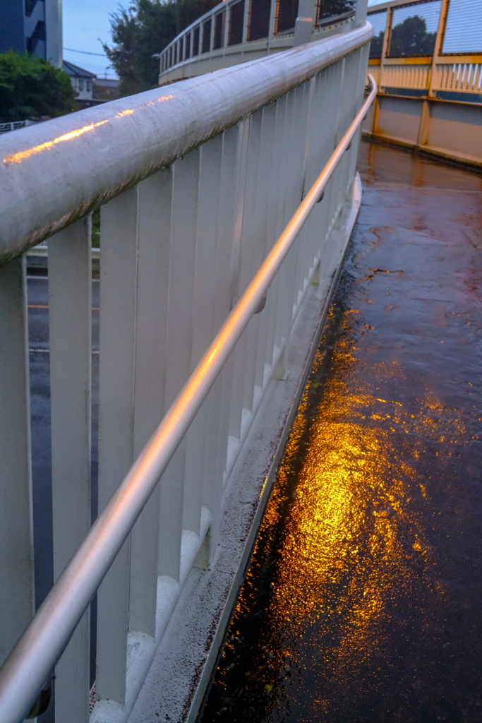 雨の散歩道-