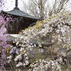 ばん阿寺　足利市