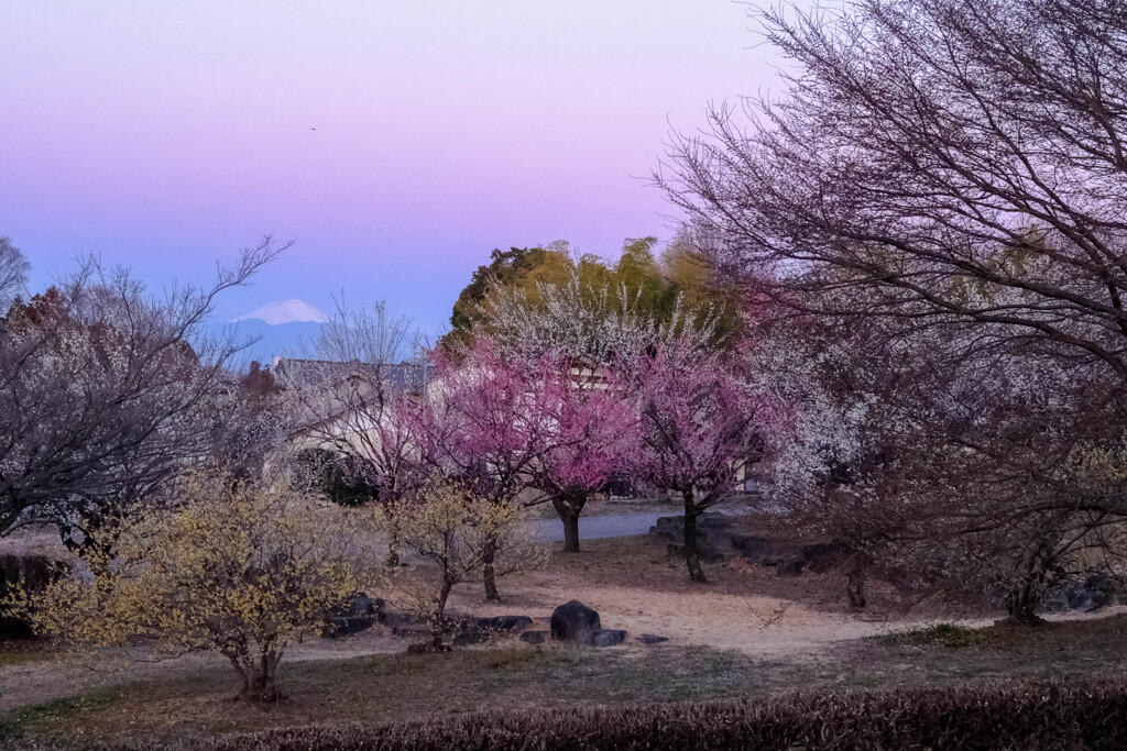 寒い朝