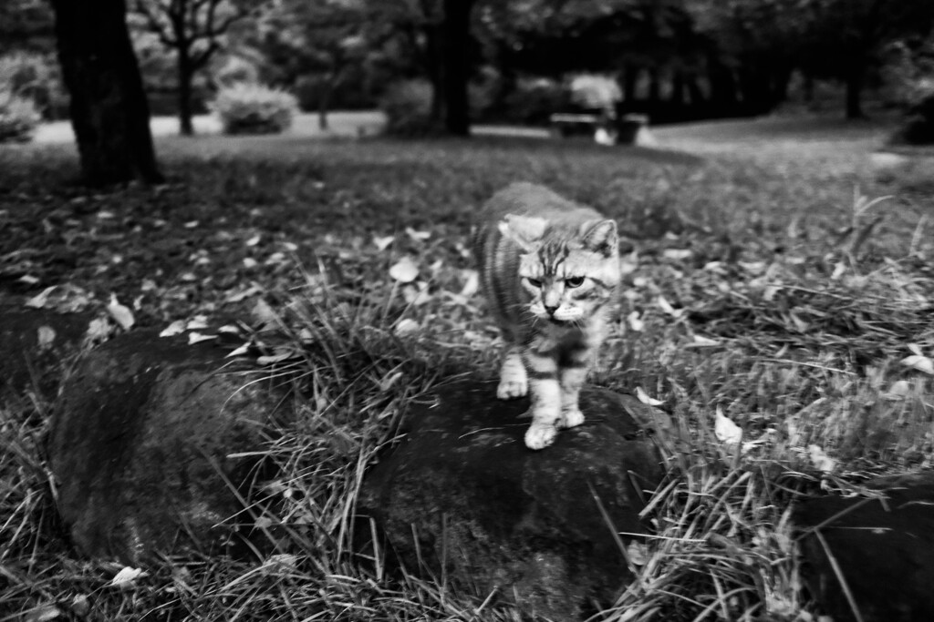 俺は猫だ