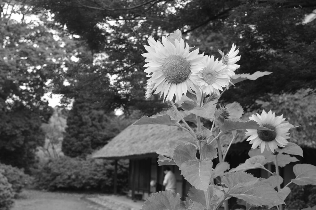 古民家（阿久沢亭）