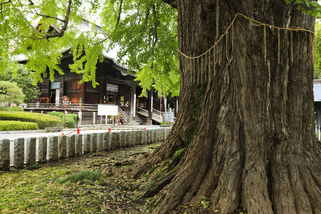 栃木路の旅　足利