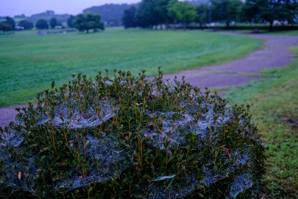 雨上がりの朝