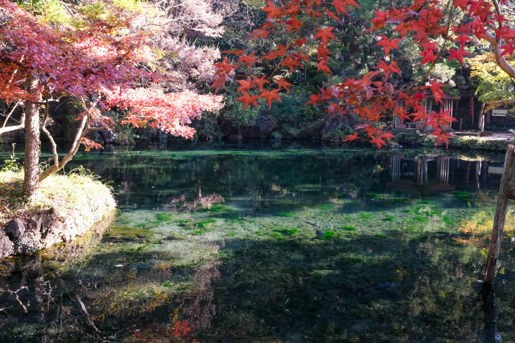 出流原湧水池　（栃木県佐野市）