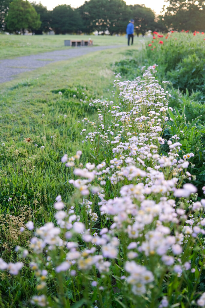 公園散歩