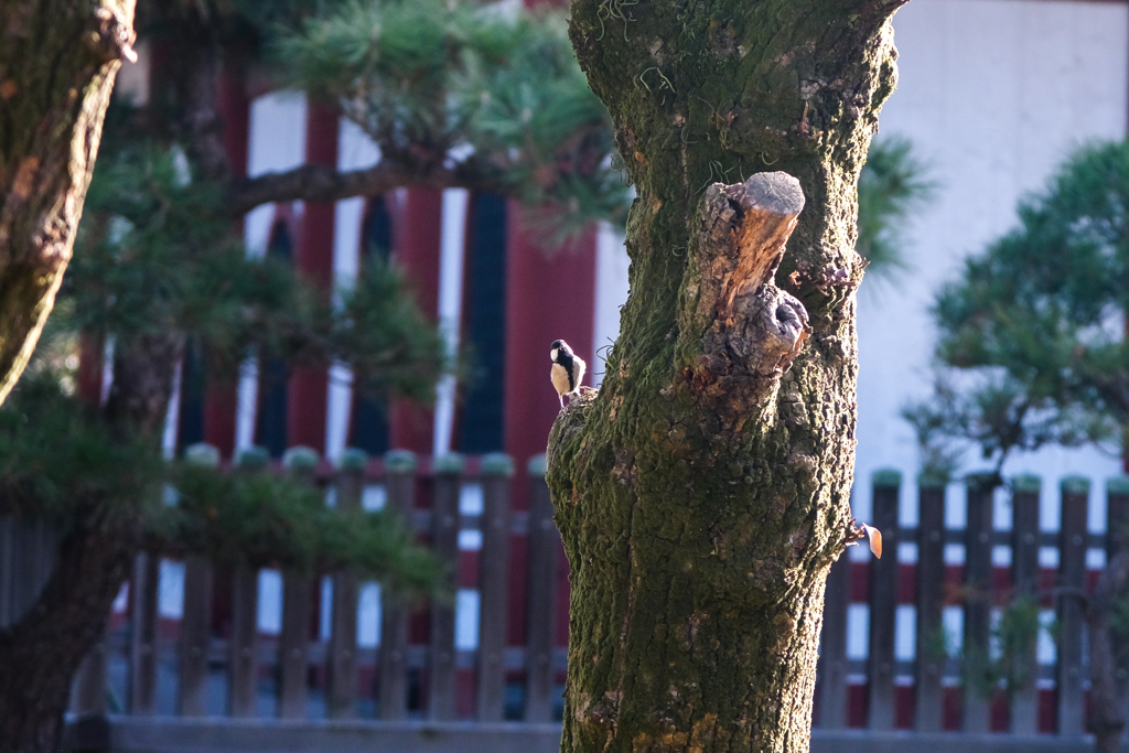 鑁阿寺（栃木県足利市）