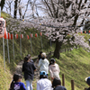 後閑城　桜祭り