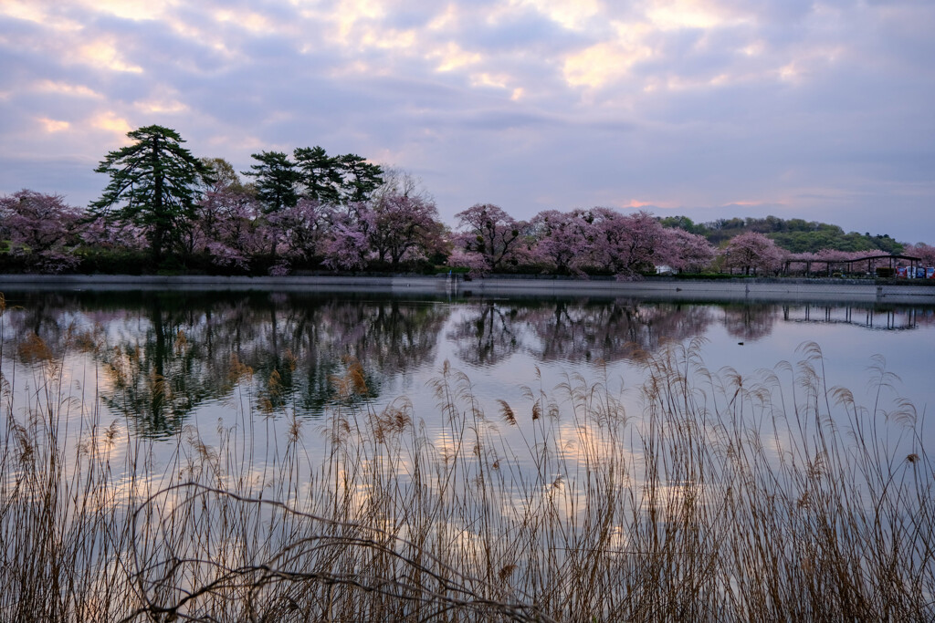 夜明けの湖畔