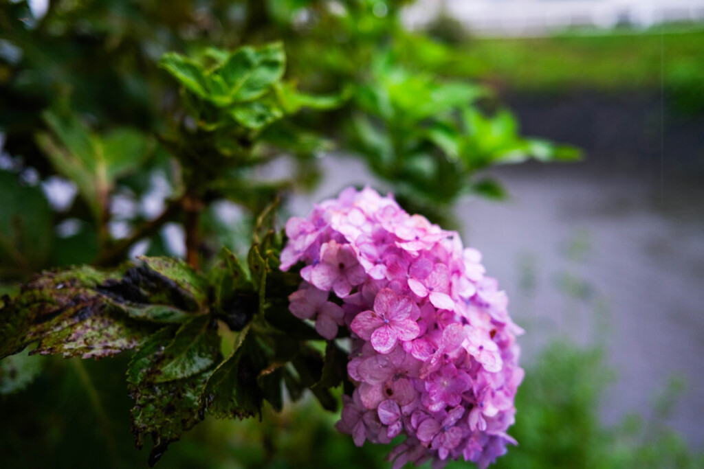 10月の雨　（自宅前）