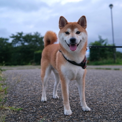 大室古墳のコテツ君