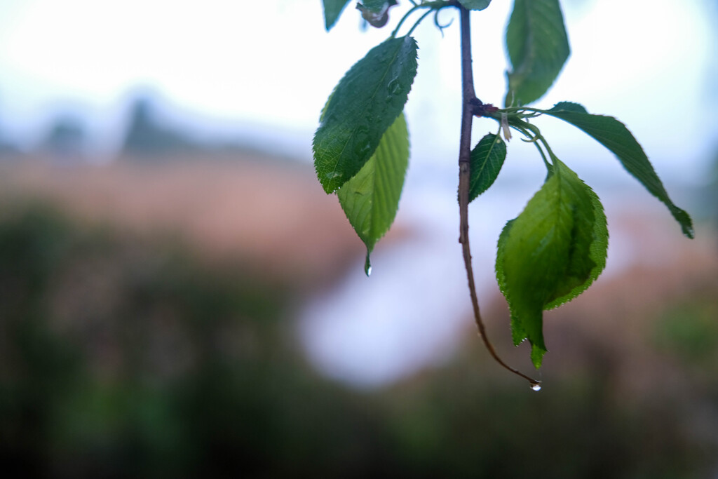 雨の波志江沼