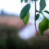 雨の波志江沼