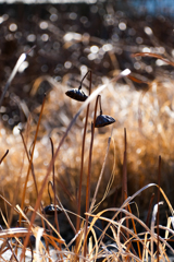 湖畔の冬（波志江沼）
