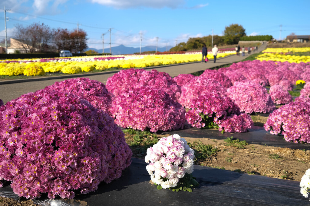 小菊の里
