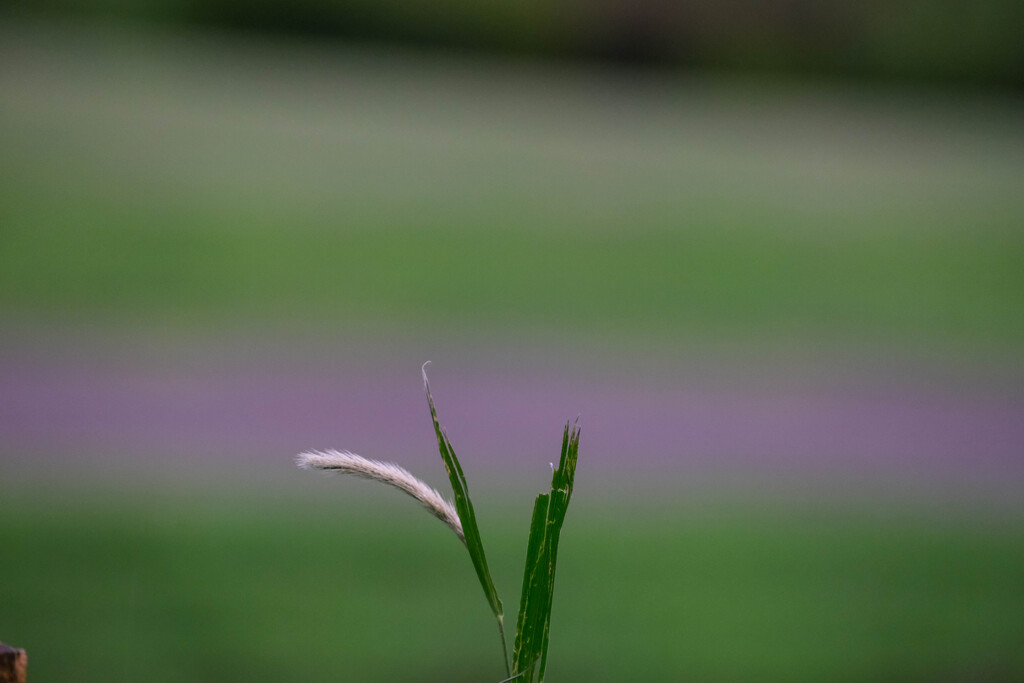 雨の公園
