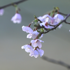 私の桜、