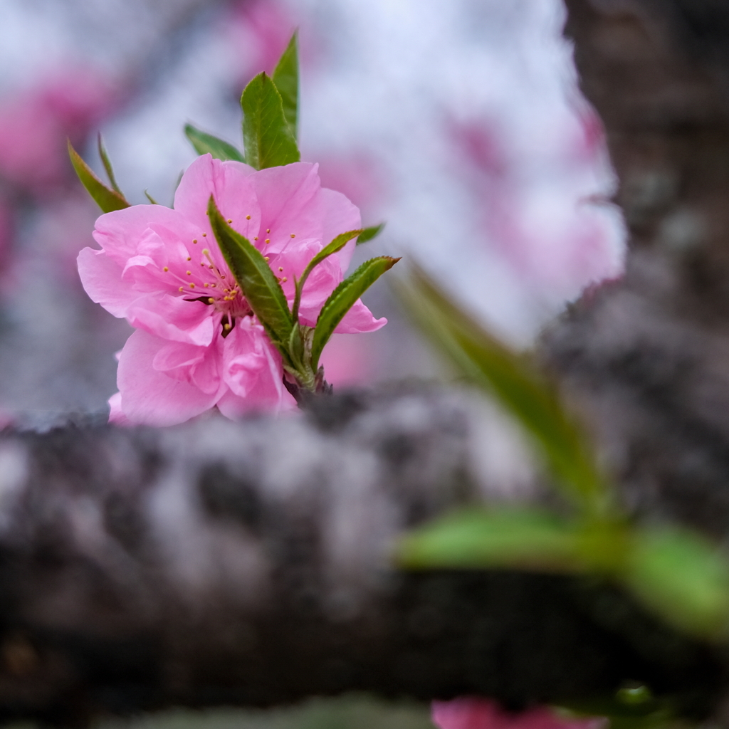 波志江の香、