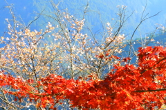 桜山公園　レツド　ホワイト　ブルー