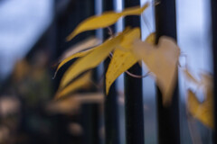 小さな秋　