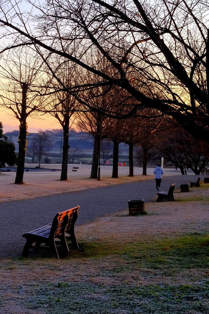公園の朝、